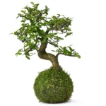 Kokedama Best plants displayed in hanging moss balls indoors