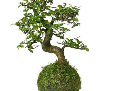 Kokedama Best plants displayed in hanging moss balls indoors