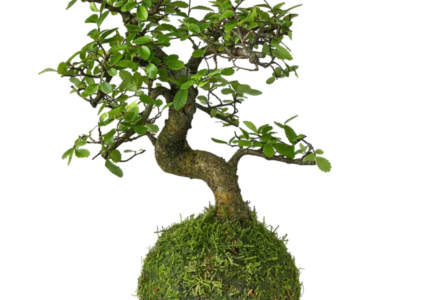 Kokedama Best plants displayed in hanging moss balls indoors