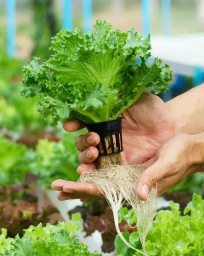 Modern indoor hydroponic garden growing tomatoes, lettuce, and herbs without soil under LED grow lights