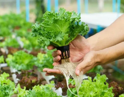 Modern indoor hydroponic garden growing tomatoes, lettuce, and herbs without soil under LED grow lights