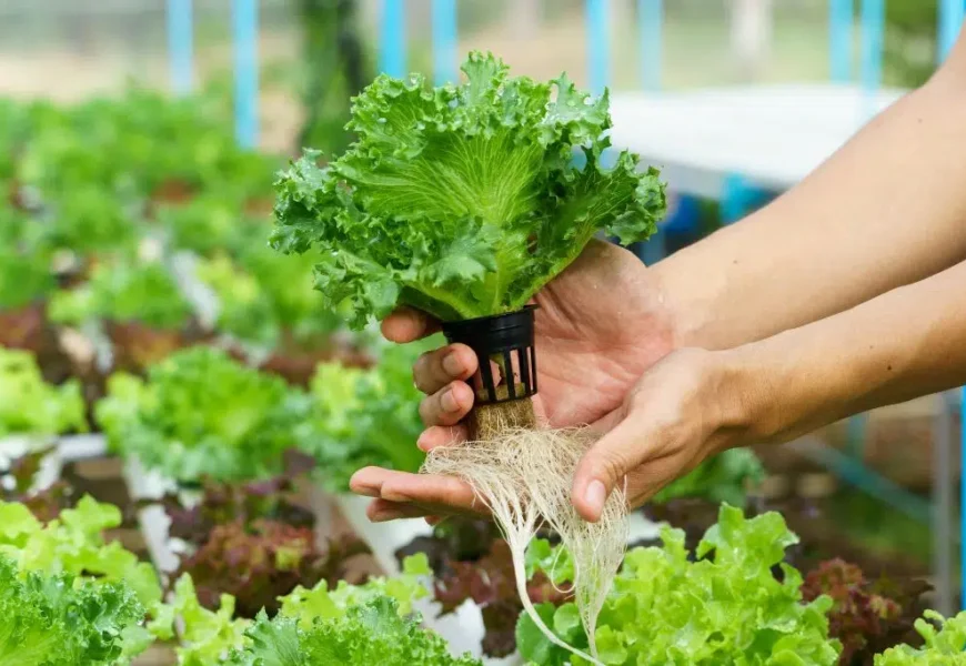 Modern indoor hydroponic garden growing tomatoes, lettuce, and herbs without soil under LED grow lights