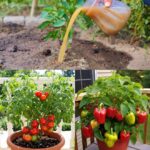 Best fertilizer for peppers and tomatoes growing in a healthy vegetable garden