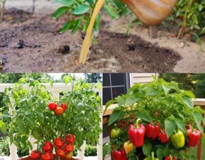 Best fertilizer for peppers and tomatoes growing in a healthy vegetable garden