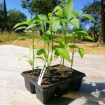 Pepper germination time showing healthy pepper seedlings emerging from seed trays