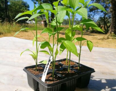 Pepper germination time showing healthy pepper seedlings emerging from seed trays