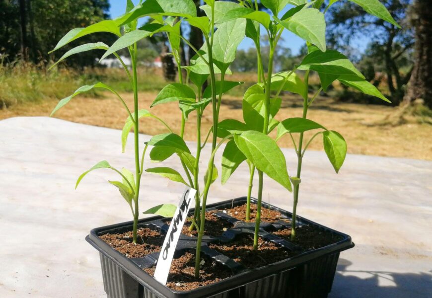Pepper germination time showing healthy pepper seedlings emerging from seed trays