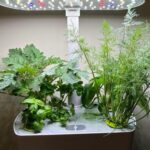 Fresh herbs growing in an AeroGarden hydroponic system under LED grow lights.