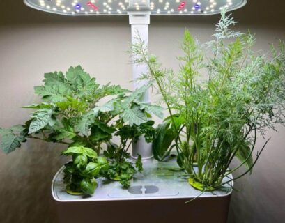 Fresh herbs growing in an AeroGarden hydroponic system under LED grow lights.