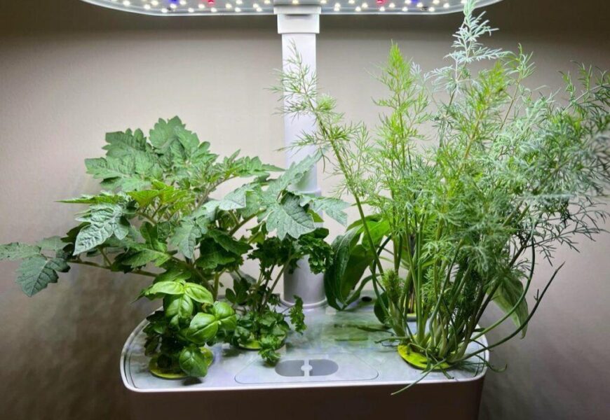 Fresh herbs growing in an AeroGarden hydroponic system under LED grow lights.