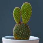 How to grow a cactus successfully indoors using proper sunlight and drainage