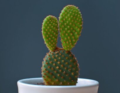 How to grow a cactus successfully indoors using proper sunlight and drainage