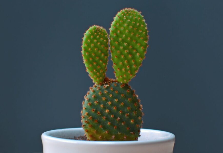How to grow a cactus successfully indoors using proper sunlight and drainage